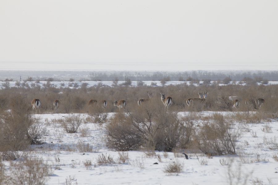 新疆艾比湖湿地国家级自然保护区生态移民后大
